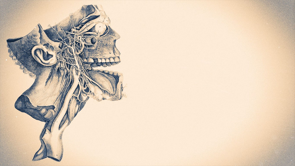 anatomical drawing