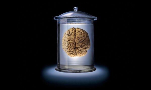 can cell phones fry your brain?