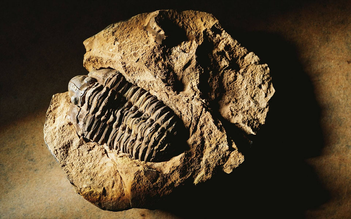 cambrian fossils