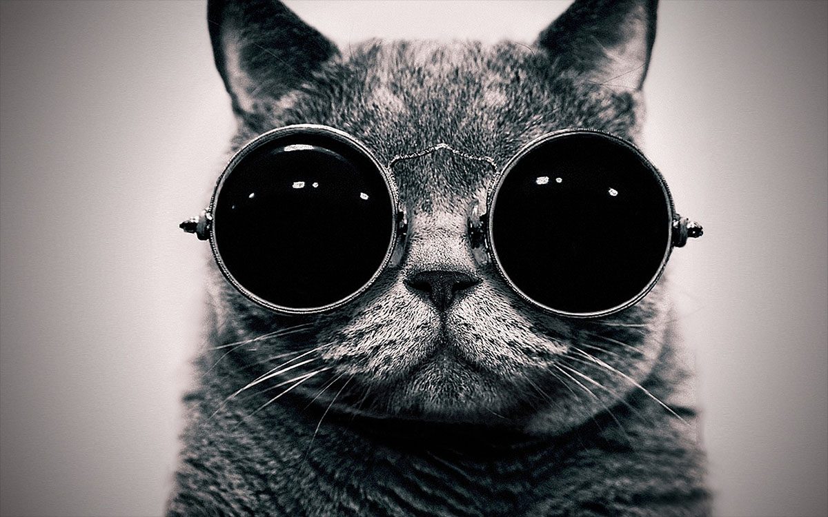 cat with sunglasses