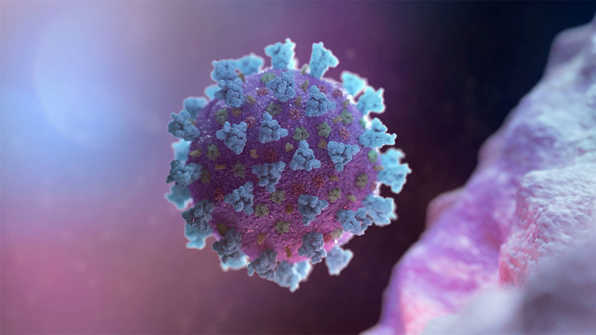 coronavirus 3d model