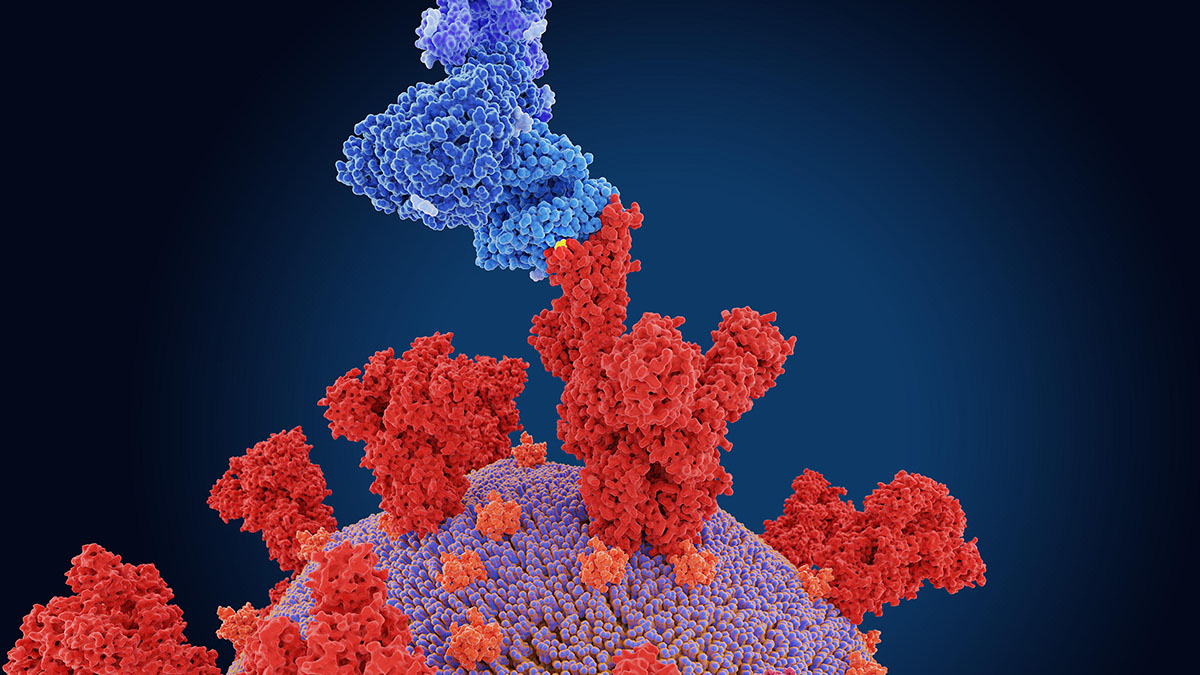 coronavirus protein binding