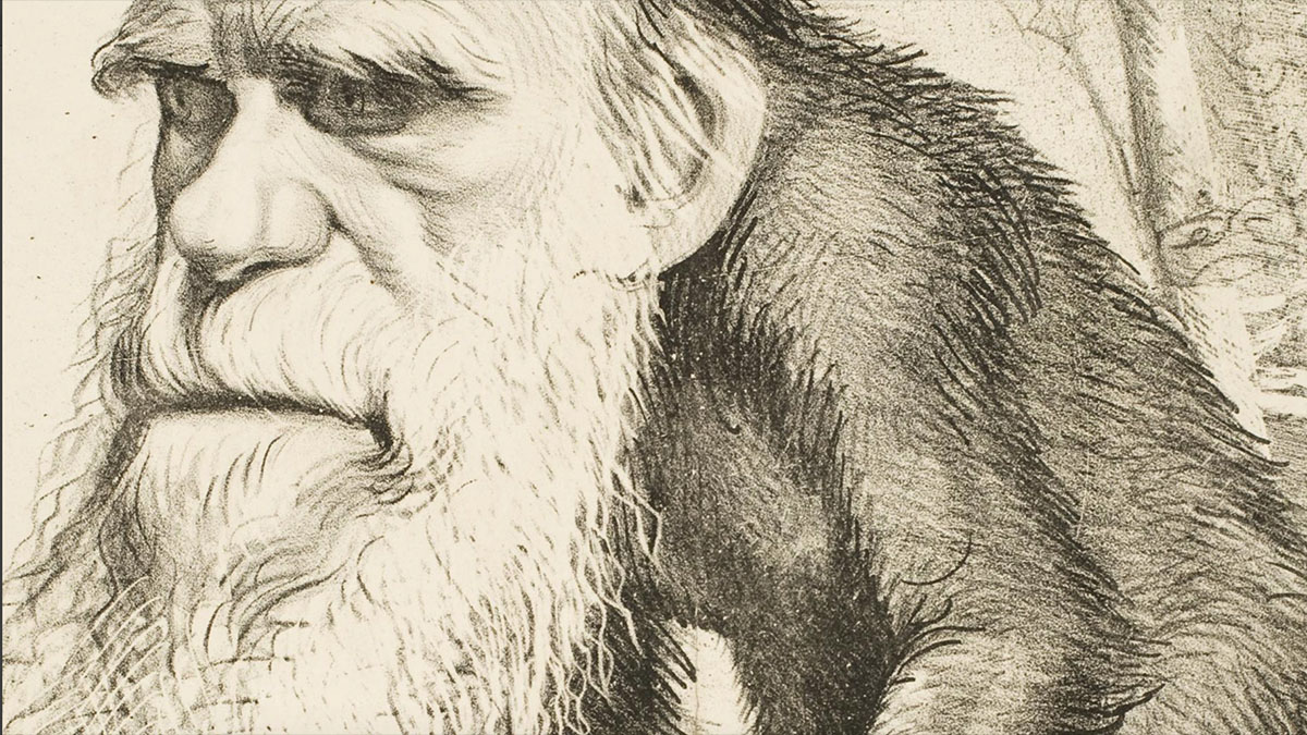 darwin as an ape
