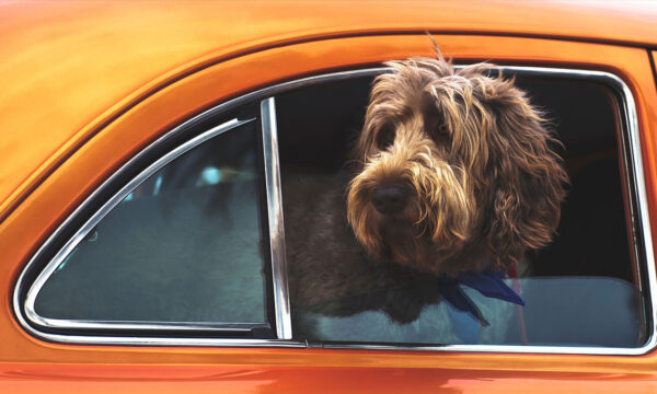 do dogs hold the answer to the mysteries of social evolution?