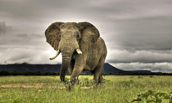 what do we do with what elephants taught us about preventing cancers?