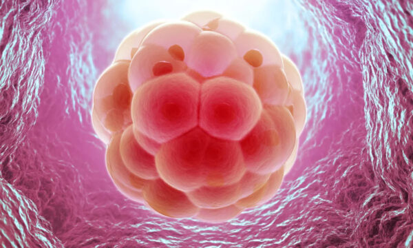 yes, i’ll take the embryo on the left, please…