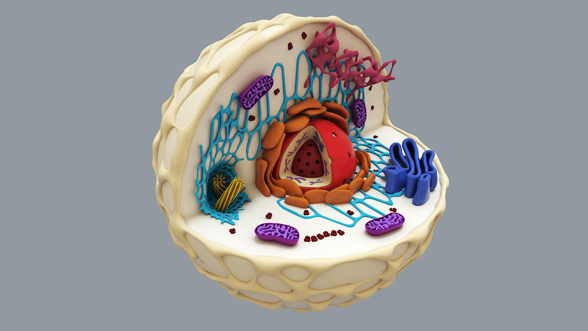 eukaryotic cell model