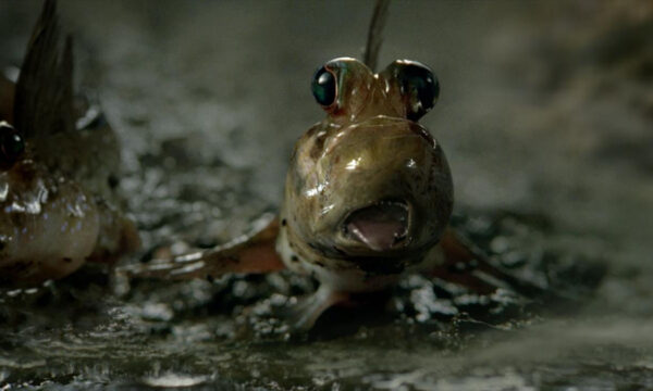 the evolution of guinness