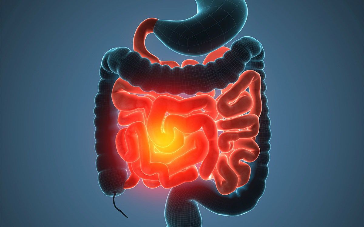 human digestive tract 3d render