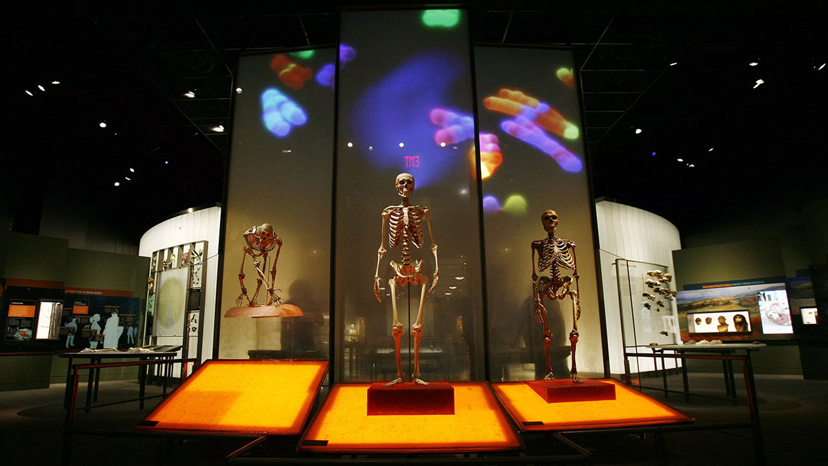 human evolution exhibition
