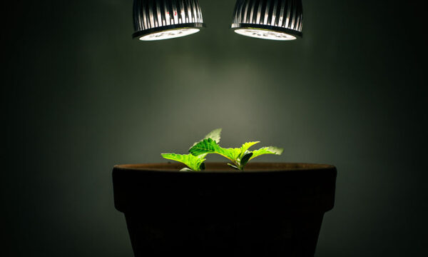 fear and loathing in researchers’ test farms