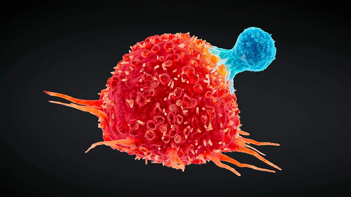 immune cell vs. cancer cell