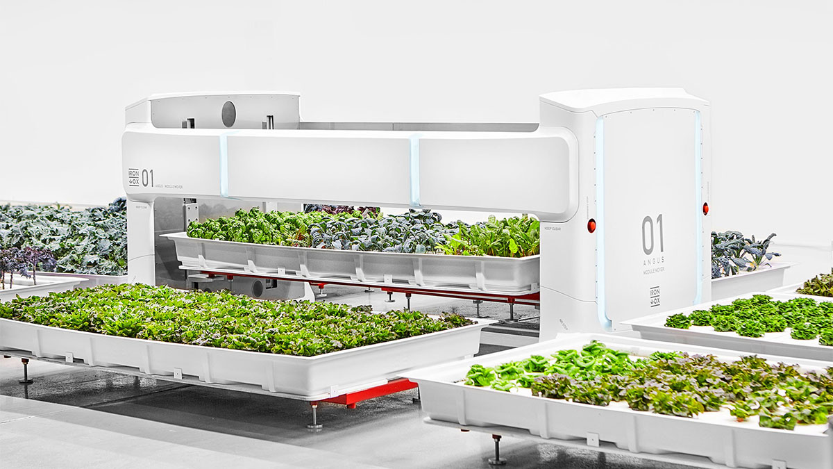 iron ox robot farmer lettuce hydroponics