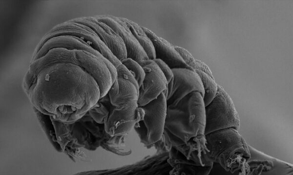 how to quantum entangle a tardigrade for viral headlines