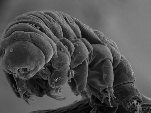 how to quantum entangle a tardigrade for viral headlines