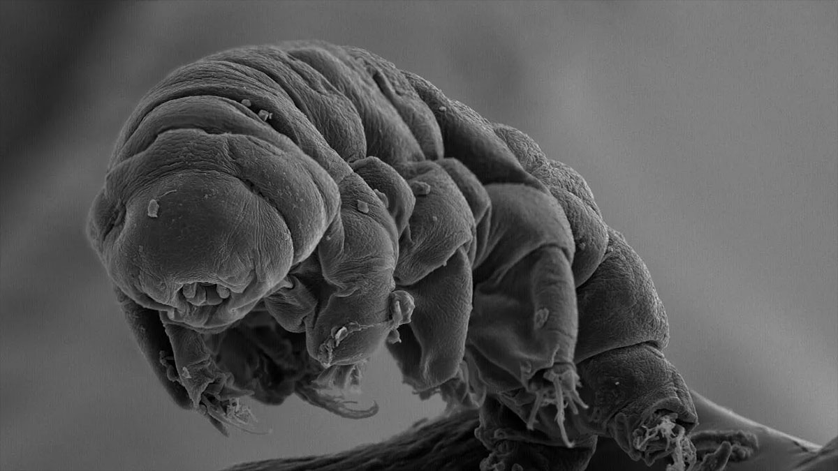 tardigrade micrograph