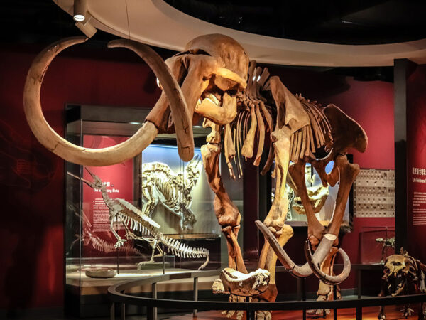 can we really bring extinct species back to life? and is it a good idea?