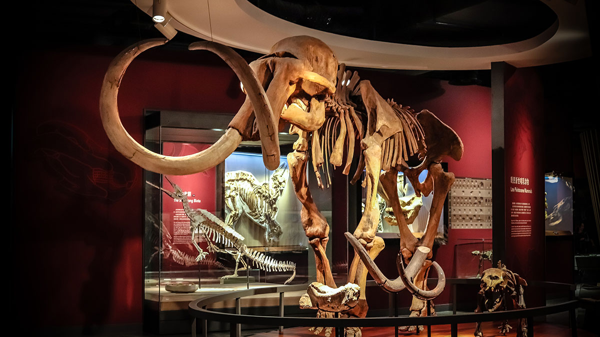 mammoth skeleton shanghai