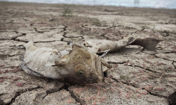 how climate change will slowly poison our seafood