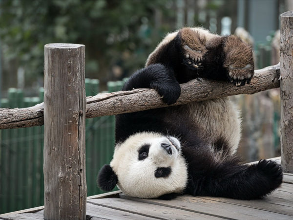 should we forget about the pandas?
