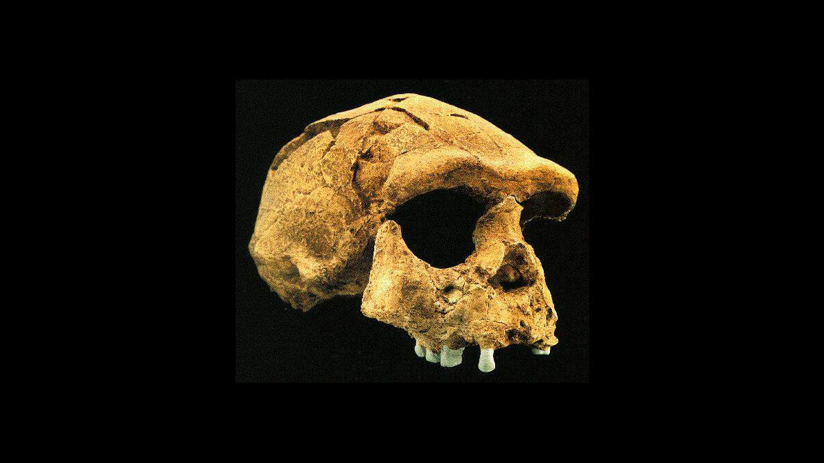 pithecanthropus erectus skull