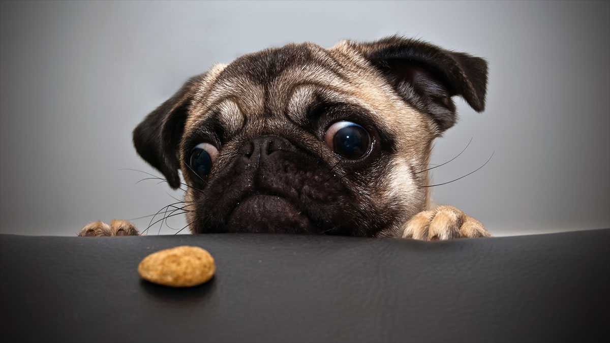 pug with treat