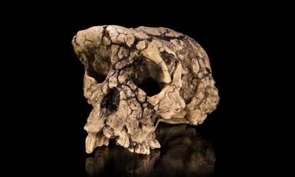 your morning dose of would-be martyrdom