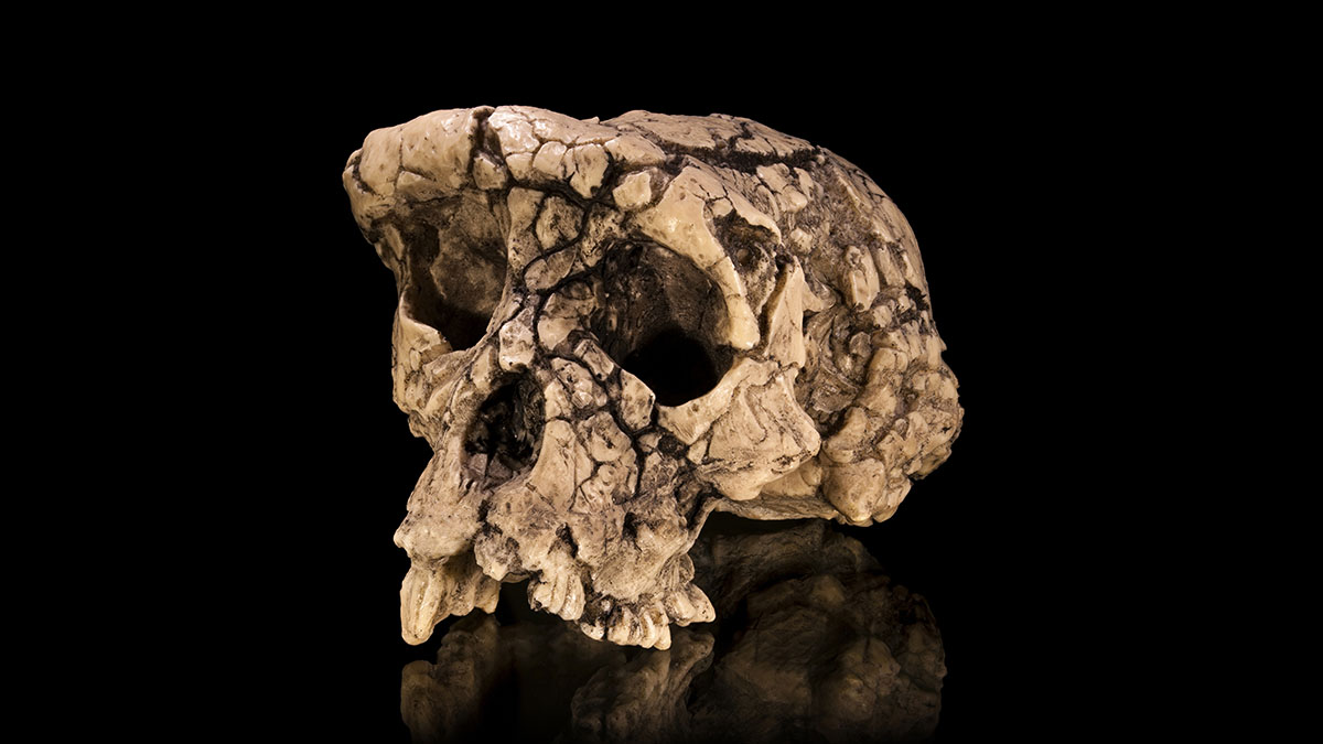 sahelanthropus tchadensis fossil