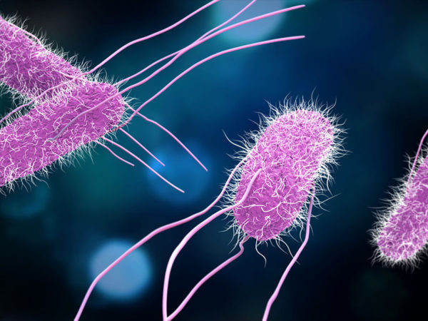 how invincible salmonella may give you the worst food poisoning ever