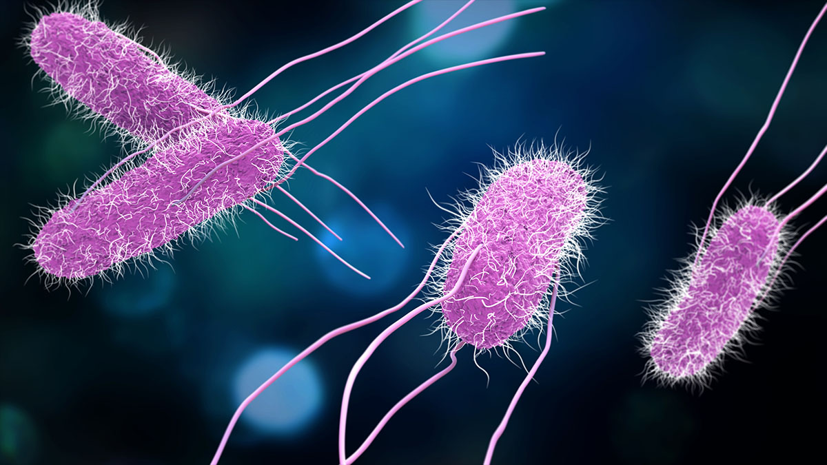 how invincible salmonella may give you the worst food poisoning ever