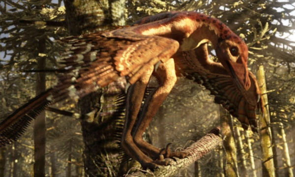 predatory dinosaurs, now with venom?