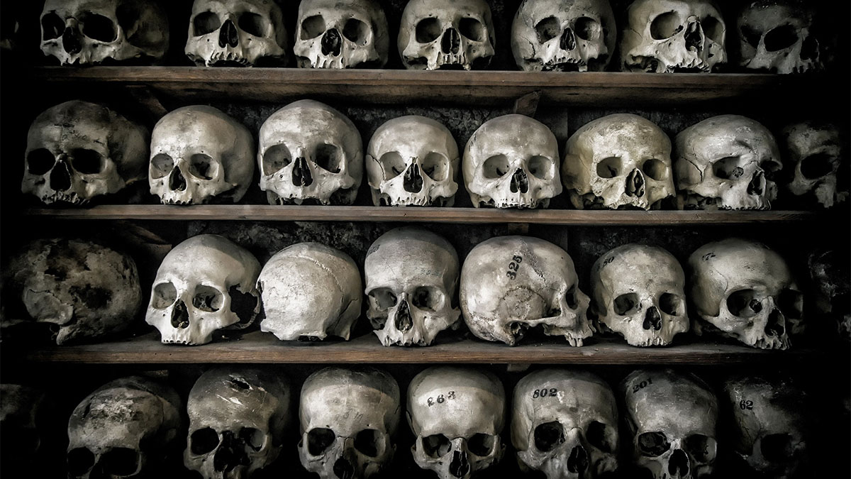 skulls on shelves