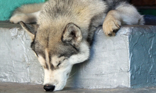 the amazing, evolving creationism