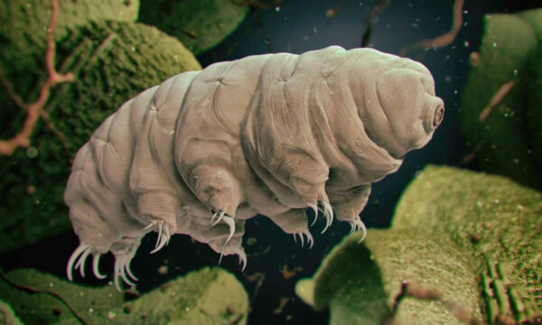 why and how scientists want to make you part tardigrade
