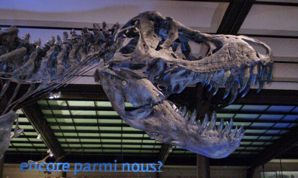 a reverse look at t. rex