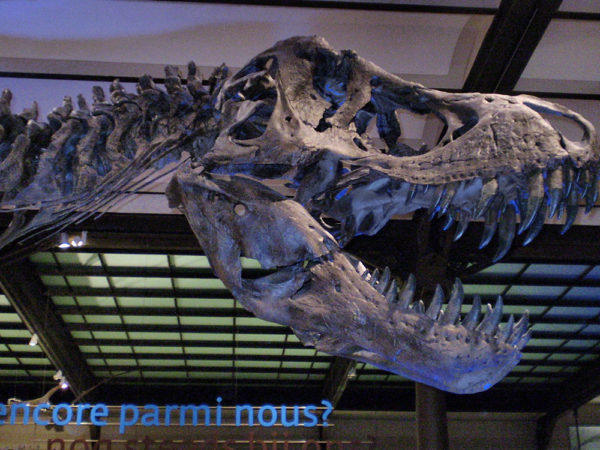 a reverse look at t. rex