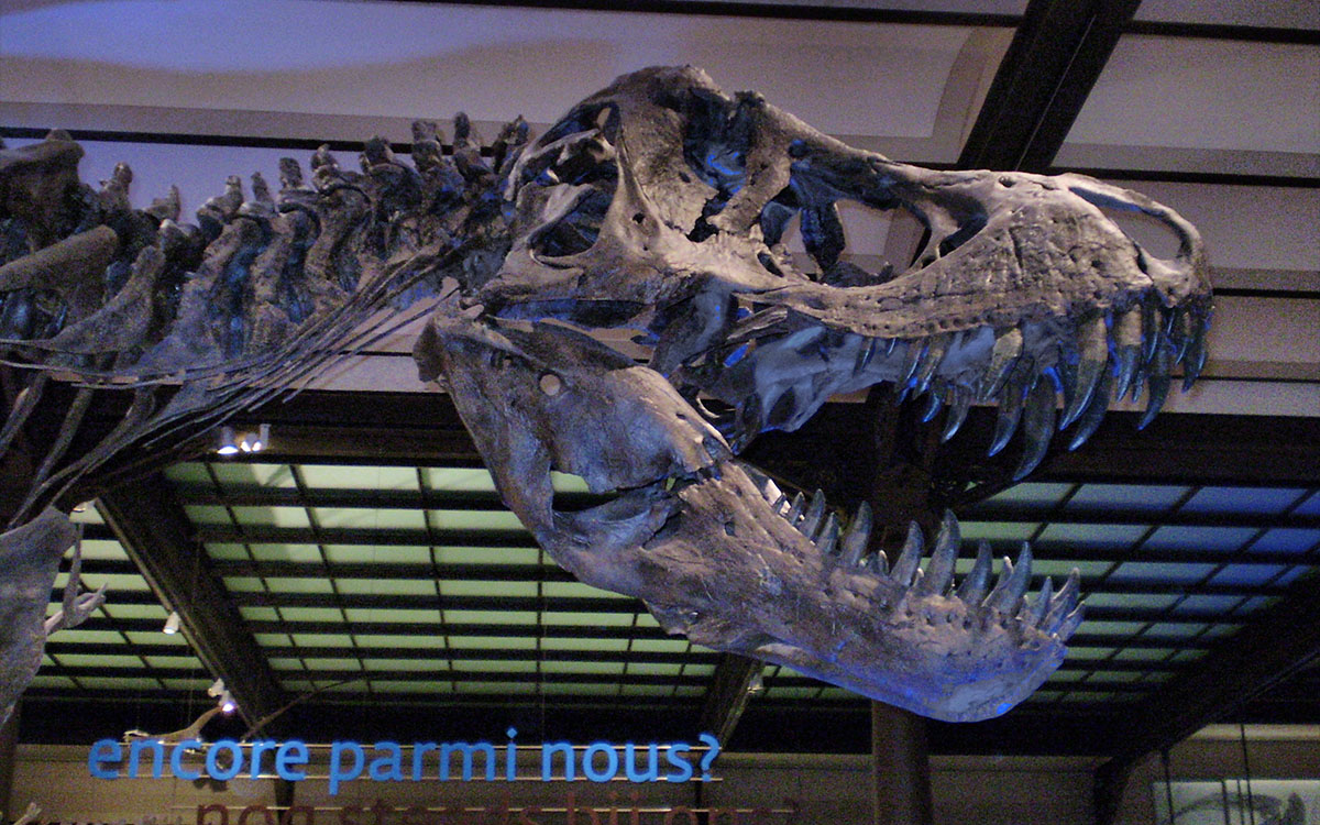 t rex fossil