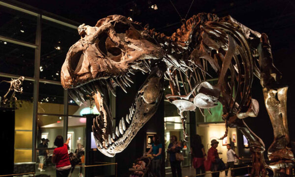 the chicxulub impact vs. the deccan traps?