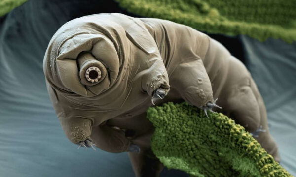 the planet’s toughest creatures