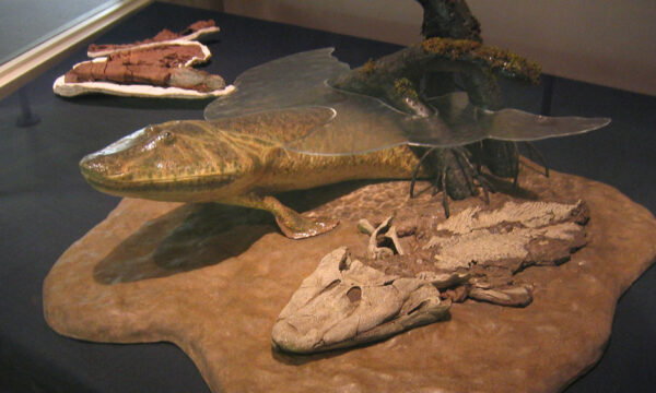 and that’s why we still have fish…