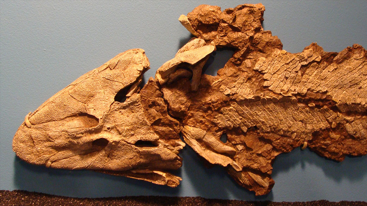 tiktaalik fossil