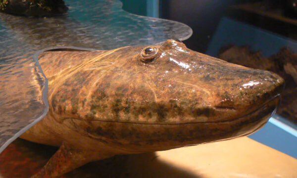 tiktaalik? is that you?